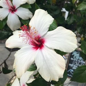 Meet your Posher, Charlotte